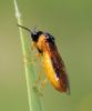 Selandria serva